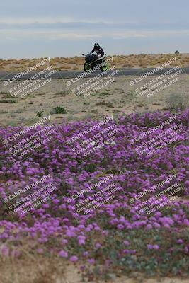 media/Jan-14-2023-SoCal Trackdays (Sat) [[497694156f]]/Turn 14 Exit Bloomig (145pm)/